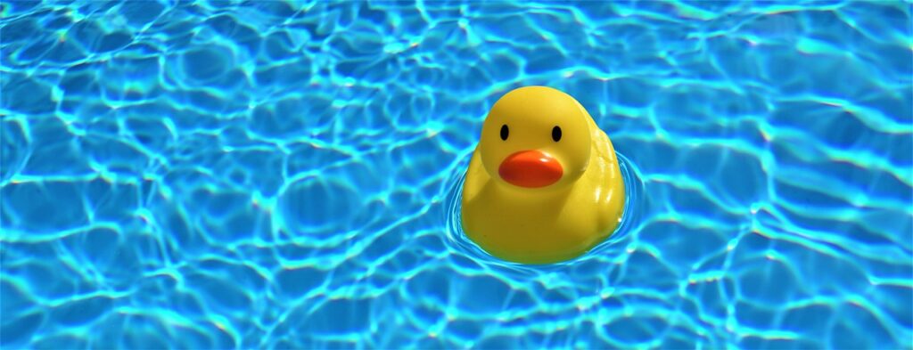 Patito de ule en piscina