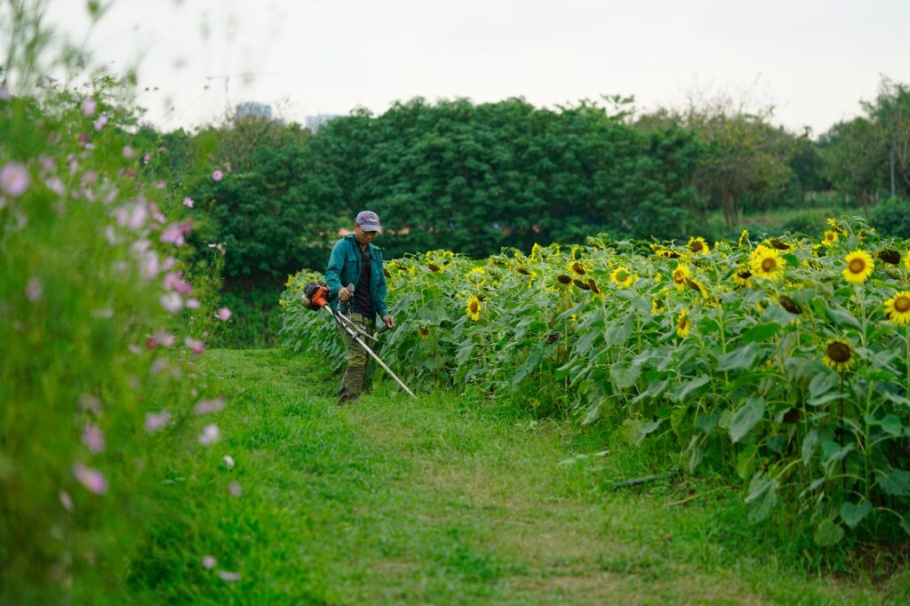 Hombre cortando el pasto al lado de girasoles